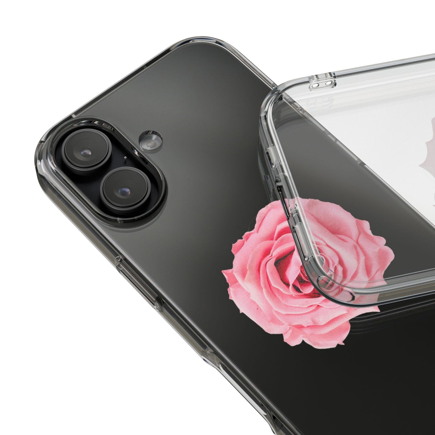 Beautiful Single Isolated Pink Rose