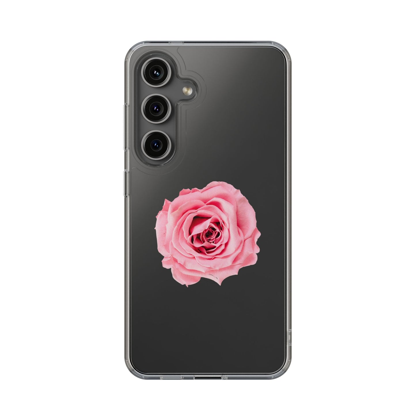 Beautiful Single Isolated Pink Rose