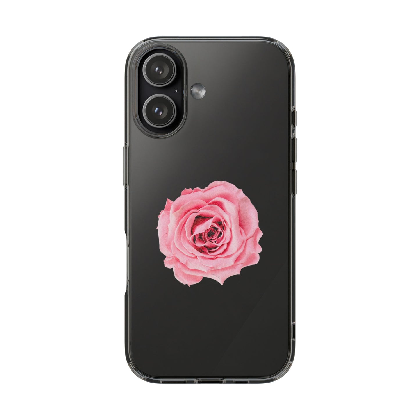 Beautiful Single Isolated Pink Rose