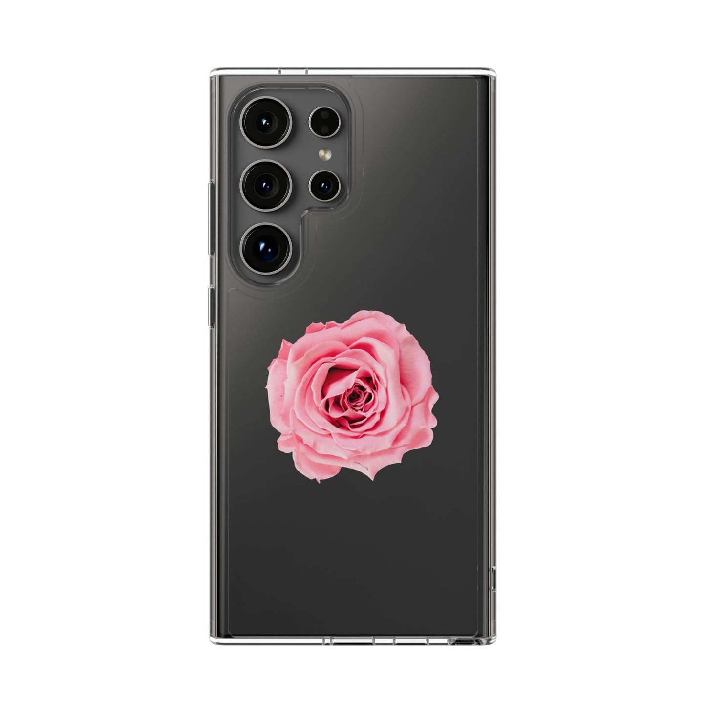 Beautiful Single Isolated Pink Rose